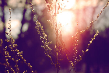 Blurred dreamy autumn background. Fairy sunset. close up of reeds grass background. Cinematic style