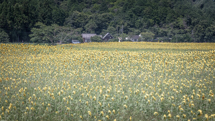 三重県 アスピア玉城アグリのひまわり畑