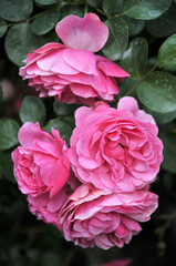 pink rose with green leaves