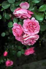 pink rose with green leaves