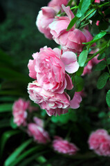 pink rose with green leaves