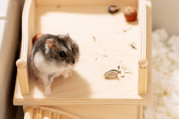 Obraz premium Hamster standing on rooftop of wooden house in cage