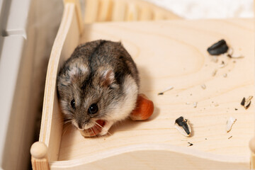 Hungry hamster eating hazelnut on rooftop in cage