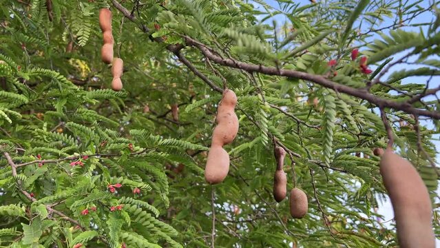 tamarind fruit in nature garden