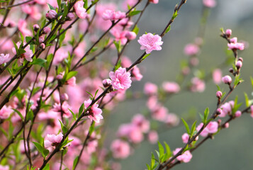 blossoming plum blossom in spring
