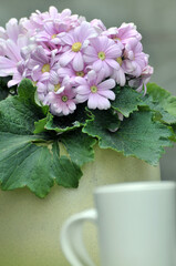 cup of tea and flowers