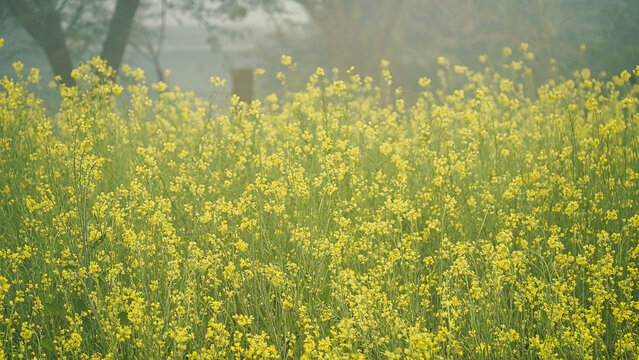 Scenery yellow mustard flowers fields in full bloom in springtime. Blooming mustard flowers fields in the morning mist.