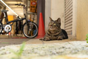 商店街で生活する野良猫
