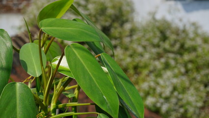 Fototapeta premium hoya pubicalyx splash plant - Ornamental houseplant