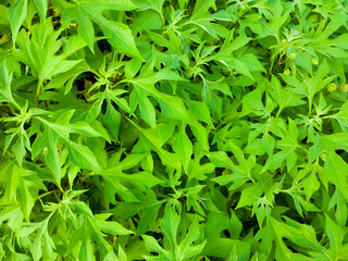 green leaves background