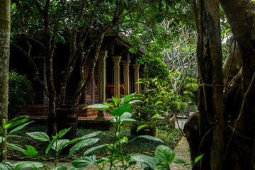 tropical forest in the jungle with hut