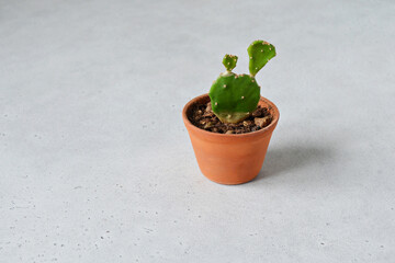 Unwell opuntia house plant in small brown ceramic pot