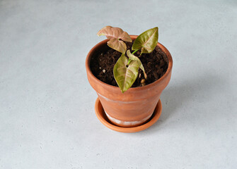 Damaged syngonium neon robusta house plant in brown ceramic pot 