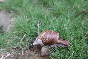 slimy snail on the green grass design for leisure and slowly living lifestyle