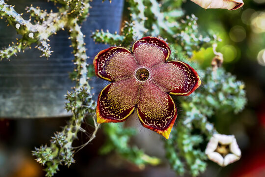 Beauty fresh flower cactus. Flower Huernia pendula or Caralluma hesperidium cactus and succulent plant . Huernia plant from garden. Huernia pendula stapelia Flower
