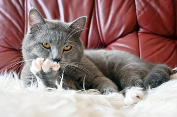 Fototapeta na wymiar beautiful fluffy cat at home posing for a photographer 