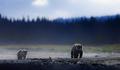 Brown bear and cub walking along beach in the early morning