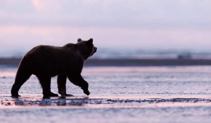 A coastal brown bear (Ursus arctos) at sunrise on the beach lookimg out into the ocean