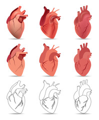 Set of vector anatomical hearts in graphics and color 3 styles