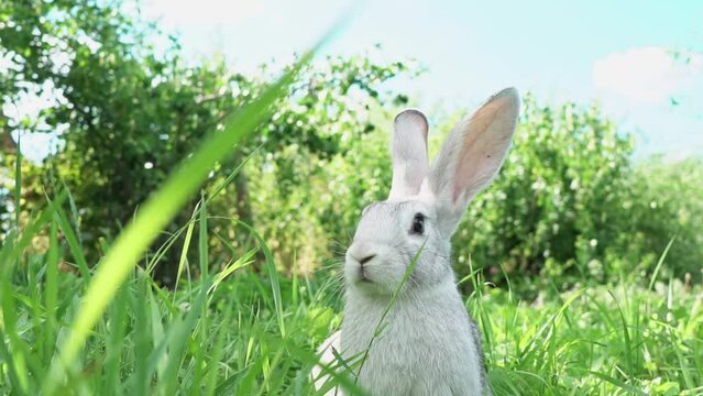 cute fluffy light gray easter bunny with big ears sits green meadow sunny weather eats young soybean grass against blurred background blue sky, close-up. Portrait domestic tame rabbit. spring season