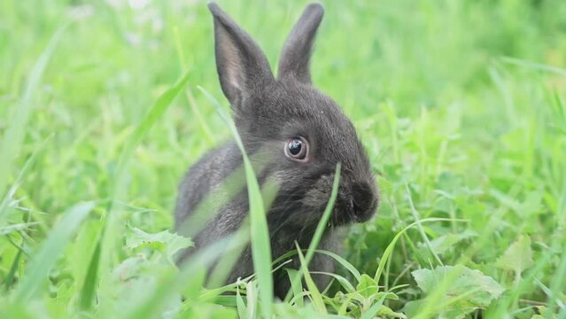Charming little dark rabbit eats fresh juicy young grass on a green sunny meadow. Slow motion shot. European hare sitting in the grassSymbol of Easter day