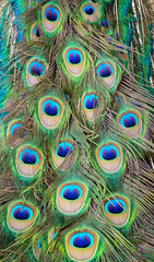 Beautiful patterns and colors of peacock feathers.