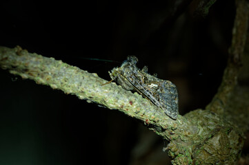 Scar Bank Gem Ctenoplusia limbirena