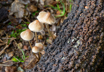 The common bonnet fungi grows on a fallen tree trunk