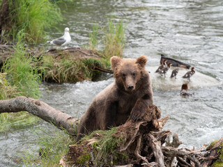 grizzly bear resting by river