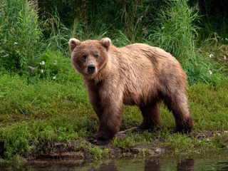 Schilderijen op glas grizzly bear posing © Michael
