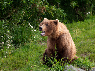 Brown bear sitting and yawning