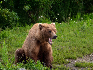 Fototapeta na wymiar grizzly bear yawning