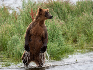 Grizzly bear standing in water