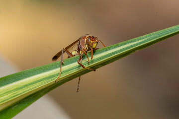 macro photography  of bug..shot on sony 90mm macro sunny day
