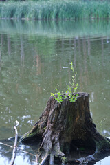 trees over the water
