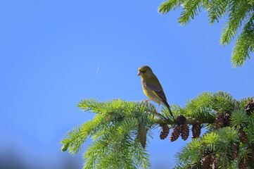 bird, natur, wild lebende tiere