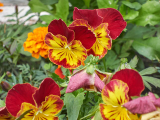 beautiful plants in nature