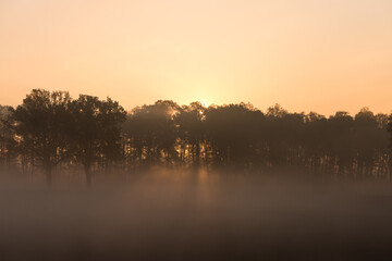 mglisty wschód słońca w lesie