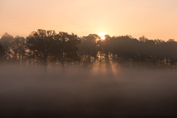 mgła w lesie i wchód słońca