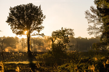 Fototapeta Wschód słońca i mgły w lesie obraz