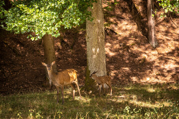 mother deer with a fawn in the field
