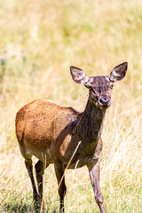 Fototapeta premium mother deer with a fawn in the field