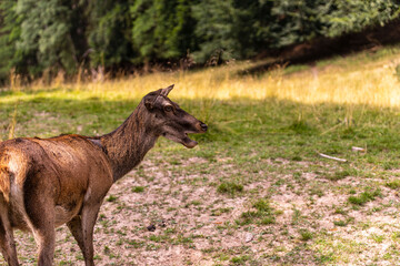 mother deer with a fawn in the field