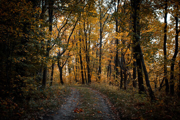 Autumn landscape with road, colorful autumn nature in nice sunny weather at sunset. Autumn oak forest.