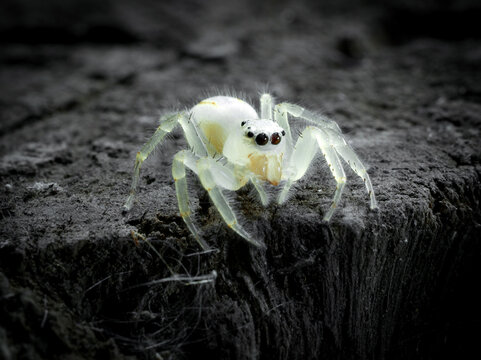 Jumping spider on a hollow above the ground. Macro photography