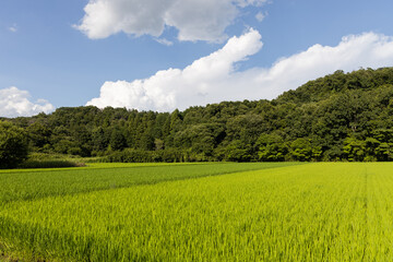 日本の山間の田園風景