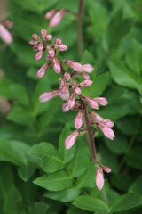 pink and white flowers, Alexander Circle, Edmonton, Alberta