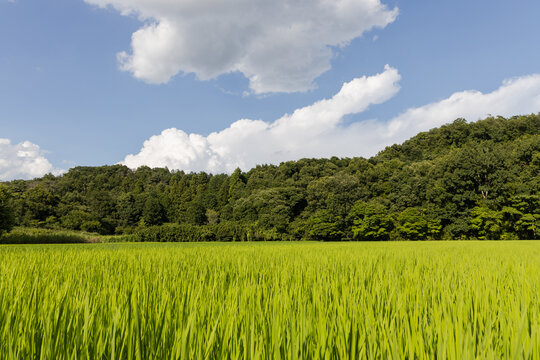 日本の山間の田園風景