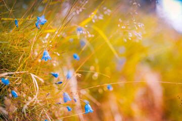 Abstract soft focus sunset field landscape of blue flowers and grass meadow warm golden hour sunset...
