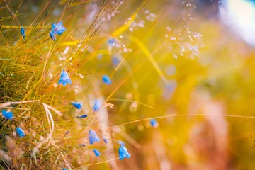 Deurstickers Abstracte zachte focus zonsondergang veld landschap van blauwe bloemen en gras weide warme gouden uur zonsondergang zonsopgang tijd. Rustige lente zomer natuur close-up en wazig bos achtergrond. Idyllische natuur © icemanphotos